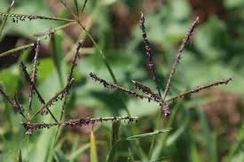 Image result for Daknopholis