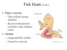 The heart is a muscular organ in most animals, which pumps blood through the blood vessels of the circulatory system. Vertebrate Of The Cardiovascular System The Closed Circulatory