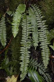 Image result for Asplenium reekmansii