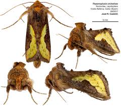 Image result for Telechrysis tripuncta