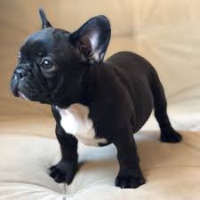 French bulldog breeder in florida. French Bulldog Puppies For Sale Orlando Fl 285438