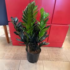 Image result for Afrosolen zambeziacus