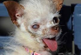 Cele mai importante stiri stiri crişan andreescu | 23 iun 2014 / 16:38. Cel Mai Urat Caine Din Lume A Murit Vezi Cum Arata Video Kanal D Romania