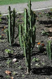 Now i really want to grow tall, at least till 5'5 but that to without drinking milk etc. African Milk Tree Euphorbia Trigona In Denver Centennial Littleton Aurora Parker Colorado Co At Tagawa Gardens