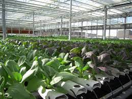 Rooftop Hydroponic Systems In Cities Produce Vegetables That Are Cheaper And Healthier Than Rural Farms Urban Farming Vertical Farming Hydroponics