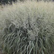 Image result for Panicum schinzii