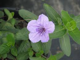 Image result for Vandellia humilis