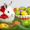 A collection of the top 38 baby easter bunny wallpapers and backgrounds available for download for free. 1