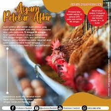 Ayam petelur bagi banyak orang, manfaat utama memelihara ayam di halaman belakang adalah mendapatkan pasokan telur segar. Ayam Petelur Afkir Podomoro Poultry Equipment