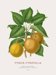 Image result for Pyrus pyrifolia