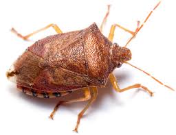 Image result for Cyperus breviradius