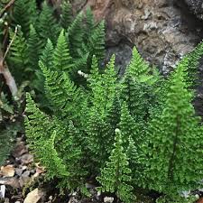 Image result for Cheilanthes