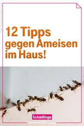 Zwolf Einfache Tipps Gegen Ameisen Im Haus Ameisen Im Haus Ameisen Ameisen Im Haus Bekampfen