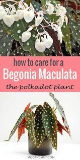 How To Care For A Polkadot Begonia Maculata Plant Begonia Maculata Plants Begonia