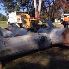 Specializing in tree trimming and removal, solar panel clearance, wildfire we provide tree pruning and removal services to sonoma county including sebastopol, occidental, santa rosa, forestville. Northern Suburbs Trees Home Facebook