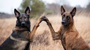 Tying in with the weather, german shepherds have a rough coat that helps them withstand the cold with relative ease.on the other hand, there are 3 types of dutch shepherd coats: Dutch Shepherd Vs German Shepherd What S The Difference Allgshepherds