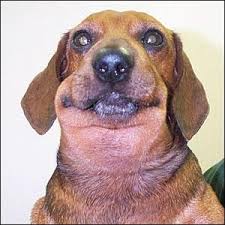 Facial Swelling In Dogs Dog Hives Dog Face Dogs