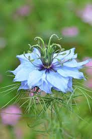 Love In A Mist Mists George Flowers