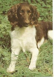 Image result for Malý münsterlandský ohař