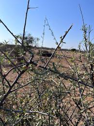 Image result for Cadaba termitaria