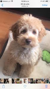 Maybe you would like to learn more about one of these? Cockapoo Puppies For Sale Pawtucket Ri 304686