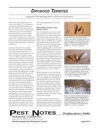 The termite inspector noted old termite stains and there are no termites in this house, it was treated a few months ago…this is a termite inspection scam! many calls relate to a similar scenario. Pdf Drywood Termites