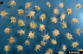 Image result for Cenchrus trachyphyllus