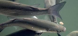 Le Mulet Est Un Poisson Que L On Voit Enormement Dans Les Ports Les Estuaires Ou Le Long De Nos Cote Francaise Il N Est P Peche Peche En Mer Peche A La