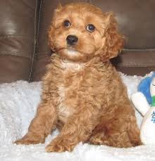 Cockapoos make the perfect family pet and ours are unsurpassed. Cavapoo Puppies For Sale Milwaukee Wi 286363 Petzlover