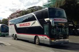 Image result for Maerua bussei
