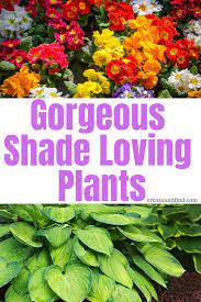 The 10 Best Plants That Grow In Shade Shade Loving Perennials Plants That Like Shade Plants That Grow In Shade