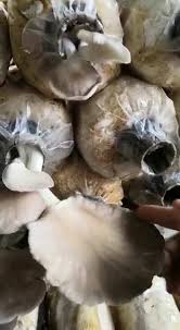 Tanaman ini tumbuh dengan baik di kawasan yang memiliki cuaca lembab serta panas hampir sepanjang tahun seperti di malaysia. Borneo Oyster Mushroom Cendawan Tiram Borneo