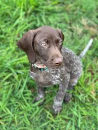 Top-Notch Care for Pets