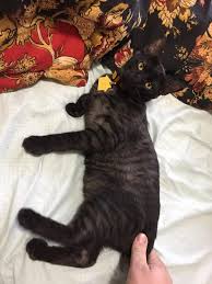 Black And White Tabby Cat Kitten Our New Smoke Tabby Kitten Pedro Pascal By Boogietosomemarvin Cats Kitten Catsonweb Cute Adorable Funny Sleepy Animals Tabby Kitten Orange Tabby Cats Tabby Cat