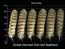 Pin By Paula Singer On Feathers Feather Identification Owl Feather Feather