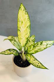 Image result for beautiful dieffenbachia