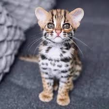 Find a kittens on gumtree, the #1 site for cats & kittens for sale classifieds ads in the uk. Free Kittens For Free Kittens For Adoption Near Me Facebook