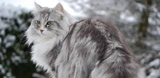 Kedi Turleri Cinsleri Ve Irklari Ilgi Duyulan 50 Kedi Ozelligi
