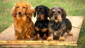 The rabbit or kaninchen dachshund is the smaller of the two. Dachshund Pros And Cons Breed Deets Ollie Blog
