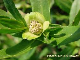 Image result for Enydra