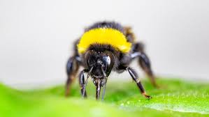 Honeybee stings have the potential to hurt a lot more than bumblebee stings and they can be more dangerous, too. Pollen Deprived Bumblebees Bite Leaves And May Speed Up Plant Blooms Science News