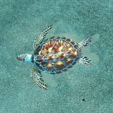 Brown Turtle W Shadow Pool Mosaic Mosaic Pool Mosaic Swimming Pool Designs