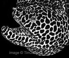 Spotted Moray Eel Ink Drawing Ink Drawing Moray Eel Ink Pen Drawings There are 159 spotted moray eel for sale on etsy, and they cost $22.84 on average. spotted moray eel ink drawing ink