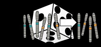 Check spelling or type a new query. Http Www Amoebasisters Com Uploads 2 1 9 0 21902384 Video Recap Of Genetic Drift By Amoeba Sisters Pdf