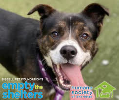 19,687 likes · 703 talking about this. Humane Society Of Charlotte Offers 25 Adoption Fees For Adult Cats And Dogs Through Bissell Pet Foundation S Empty The Shelters Campaign Wccb Charlotte S Cw