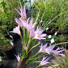 Image result for Xerophyta pauciramosa