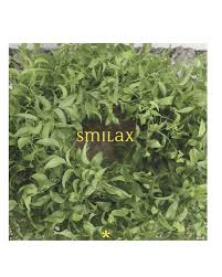 Image result for Smilax
