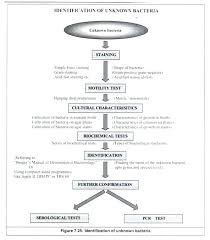 Unknown Bacterial Identification Chart Www