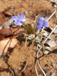 Image result for Blepharis dunensis