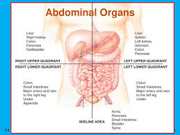 Diagram showing which organs (or parts of organs) are in each quadrant of the abdomen the left lower quadrant (llq) of the human abdomen is the area left of the midline and below the umbilicus. Chapter 6 The Human Body Chapter 6 The Human Body Ppt Download